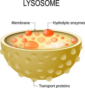 Lysosomes - CoolaBoo - Education Site