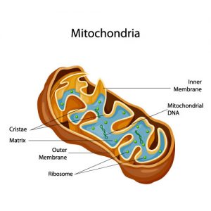 Mitochondria - Education site