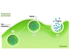 Vesicles Facts for Kids (Explained!) - CoolaBoo - Education Site