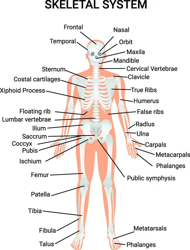 the-skeletal-system-facts-for-kids-explained-education-site