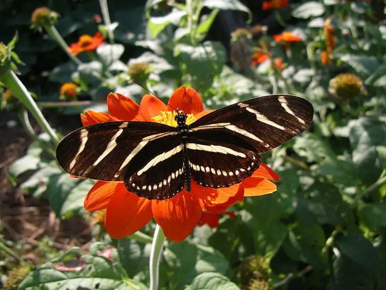 Zebra Longwing Education site