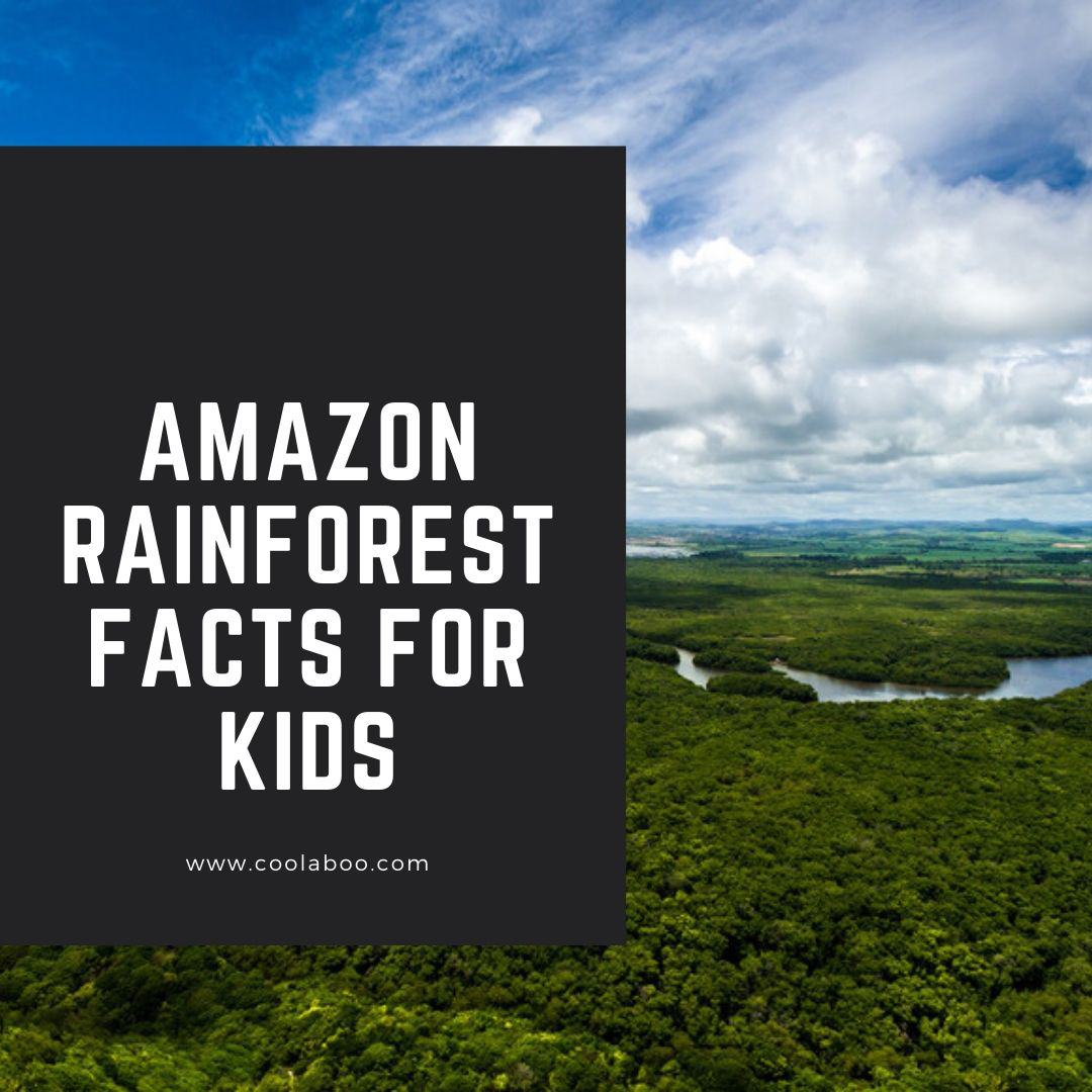 Fun Facts About The Amazon Rainforest