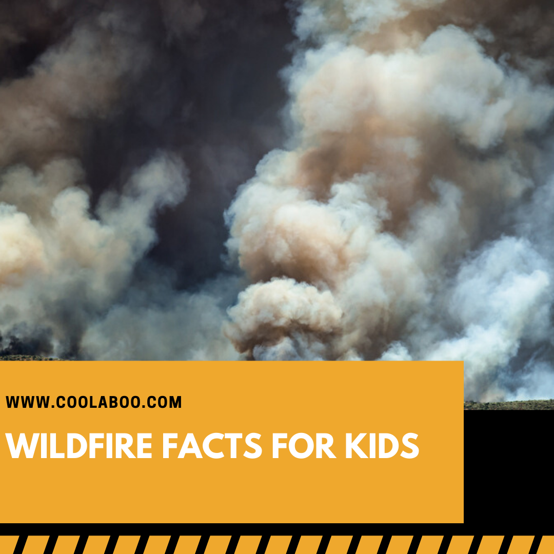 Wildfire Facts Facts for Kids (All You Need to Know!)