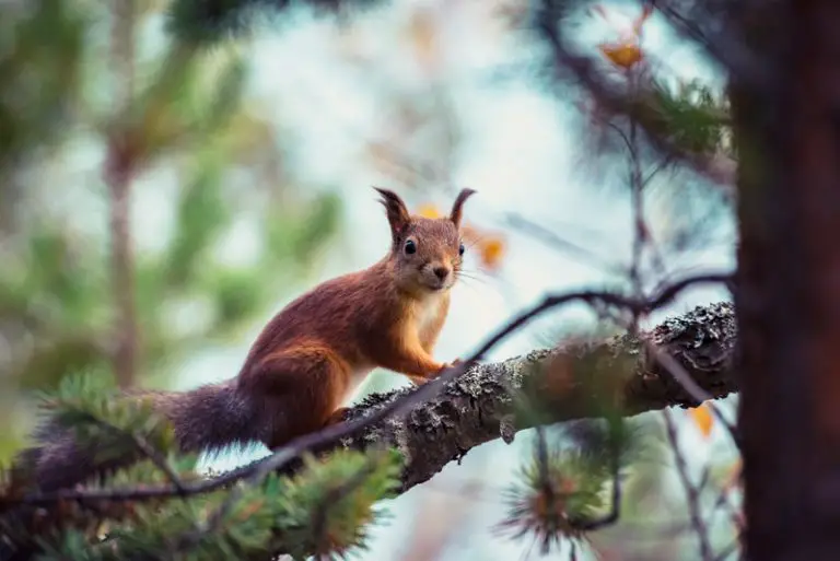 What Animals Live in Pine Trees Education site