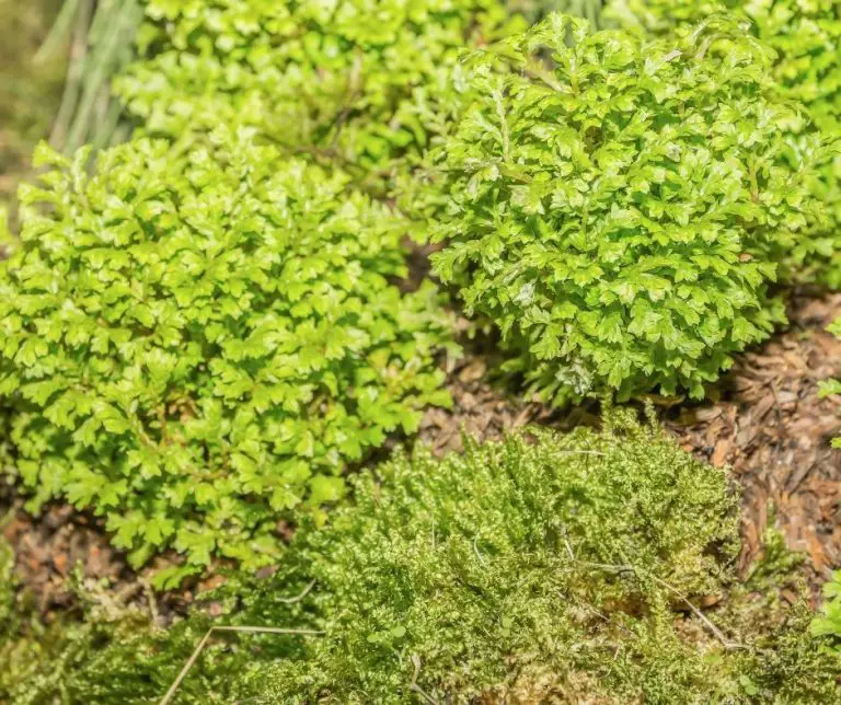 NonFlowering Plants for Kids (Explained!) Education site